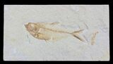 Detailed, Diplomystus Fossil Fish - Wyoming #79066-1